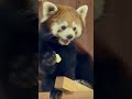 20241129おりんご美味しいね レッサーパンダ 西山動物園 鯖江市西山動物園 かのこ redpanda