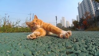 길냥이 밥주는데 지나가던 아주머니가 밥주지말라하시네여 길고양이 고양이 feed the cat - 관찰남