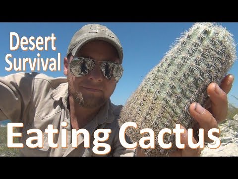 What primary consumer eats cactus in the desert?