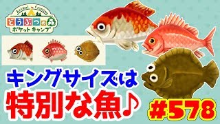 新魚キング・シリーズを釣り上げて比較！【ポケ森】#578 キング・シリーズを全種釣って比較してみたよ♪