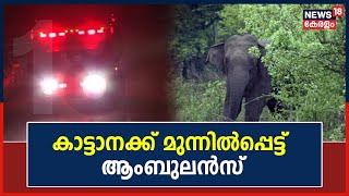 Wild Animal Attacks | Attappadi ചുരത്തിൽ കാട്ടാനക്ക് മുന്നിൽപ്പെട്ട് ആംബുലൻസ് | Kerala News Today