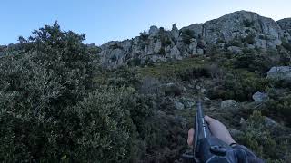 Chasse au sanglier en Corse du Sud, tire d’un 🐗￼