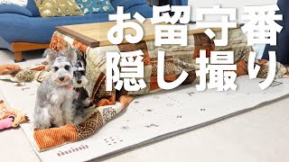 リビングフリー後初めてのお留守番を隠し撮りしてみた結果   【ミニシュナ多頭飼い】