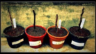 Plant propagation from stem cutting (Fig) | ডালের কাটিং থেকে চারা তৈরি (ত্বীন বা ডুমুর)