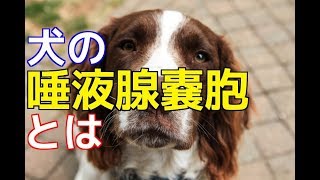 【愛犬のための知識】犬の唾液腺嚢胞とは【犬を知る】