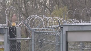 Some Western New York county jails are nearing capacity