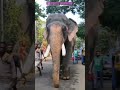 nellikkattu mahadevan shortvideo viral elephant elephantdance elephant attack animals