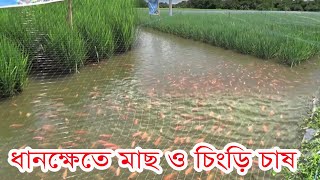 আধুনিক পদ্ধাধতিতে ধানক্ষেতে মাছ ও চিংড়ি চাষ II Fish and shrimp farming in paddy fields II