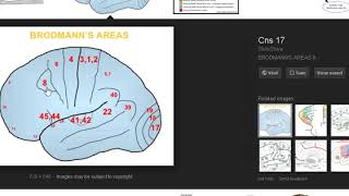 Area 8 conjugate eye deviation