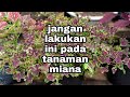 jangan lakukan ini pada tanaman miana/coleus plant