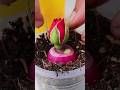 How To Grow Rose #Shorts #youtubeshorts #viralshorts #Viral #Mita'sgardeningtrick