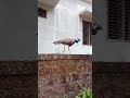 peacock bird in kerala video short take