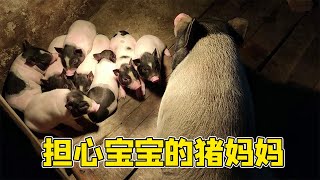 猪妈妈溜娃记：猪妈妈不愿带宝宝出来，担心圈里的小猪仔【回忆篇】