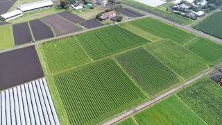 ドローンによる人参圃場の空撮（宮崎県児湯郡）