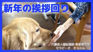 【セラピー犬の仕事】そらくん、新年の挨拶回りに密着しました！(ゴールデンレトリバー)