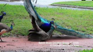 Wild Peacock Mating Intercourse (RARE)