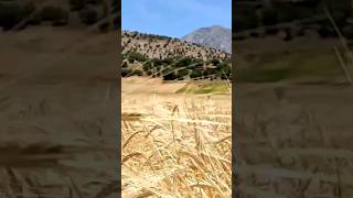 The beautiful view of Zagros wheat fields/منظره زیبای گندم زار زاگرس