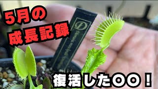 [成長記録]５月のハエトリソウの様子をご紹介　食虫植物　観葉植物