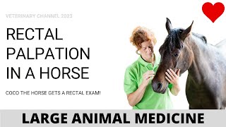 EQUINE RECTAL EXAM