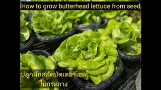 How to grow butterhead lettuce from seed.#ปลูกผักสลัดในกระถาง #ดินดีมีชัยไปกว่าครึ่ง #ออแกนิค