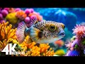 Aquarium 4K Video(Ultra HD)🐠Beautiful Coral Reef Fish - Relaxing Meditation Music for Stress Relief