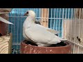 settling young racing pigeons white pigeons pigeon breeding and german shepherd puppies update