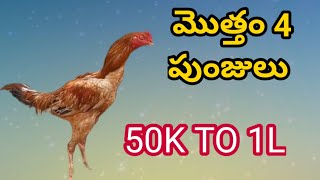 JRB ఫార్మ్స్ నుండి 4 పట్టా పుంజులు #79937 51518