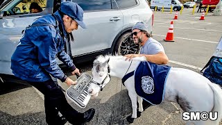 Miniature Horse Plays Keyboard to Bring Smiles to Evacuated Residents of Palisades Fire