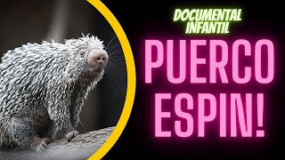 EL PUERCOESPÍN | Documentales infantiles sobre animales