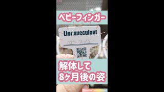 【多肉植物】解体多肉の8カ月後の姿❤ #shorts