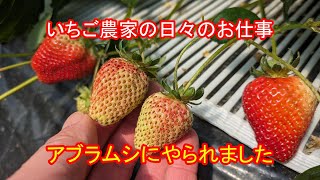 アブラムシにやられました　いちご農家の日々のお仕事　＃１１７６