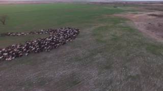 Mesmerizing Mass Goat Herding