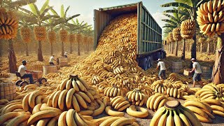 Mega Fábrica de Bananas: Cómo Se Cosechan y Procesan Miles de Millones