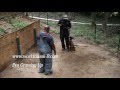 World Class K-9 -  Eva The Female Protection Belgian Malinois - Executive Protection Dogs