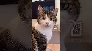 What She Doing? cute cats #2 #shorts  #bluehouryt #comedyvideos #respect #duet