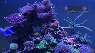 Reef tank 900l - Sabac Serbia