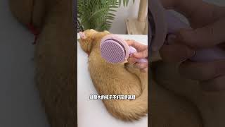 冬天猫咪爱上床，毛发里面的灰尘碎屑和跳蚤小虫子啥