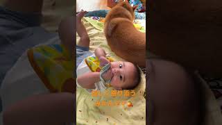 寄り添う赤ちゃんと柴犬