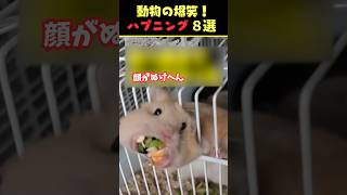 Instagramで6.2億回バズった動物ハプニング動画8選！8 Animal Happenings Videos That Got 620 Million Buzz on Instagram!#犬