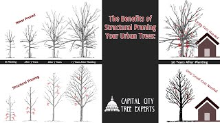What is Structural Pruning Tree Service?