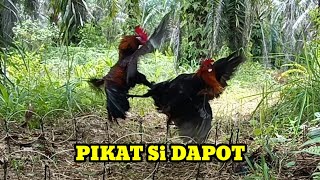 KEDATANGAN AYAM HUTAN CANTIK BULU KUNING