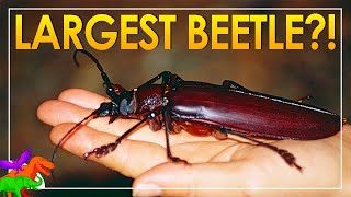 Titan Beetle – Biggest Behemoth Beetle On Earth | Animals EXPLAINED