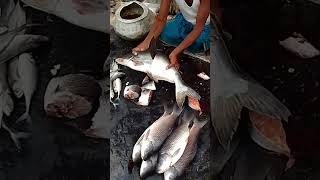 কিভাবে মাছগুলোকে কাটছে short#fishing 😱