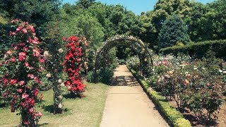 【Full HD】清水公園花ファンタジアのバラ園