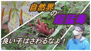 触ることもヤバイ超猛毒キノコ、カエンタケ登場!!