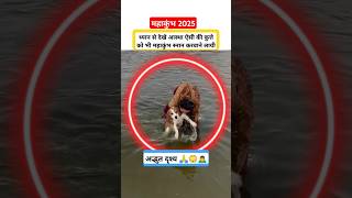 #puppy #dog #prayagraj #snan #mahakumbh #dogs #shiv #god #bhakti #sanatan #facts #upnews #shortsfeed