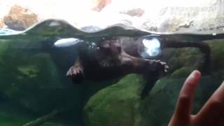 コツメカワウソが氷で遊びます