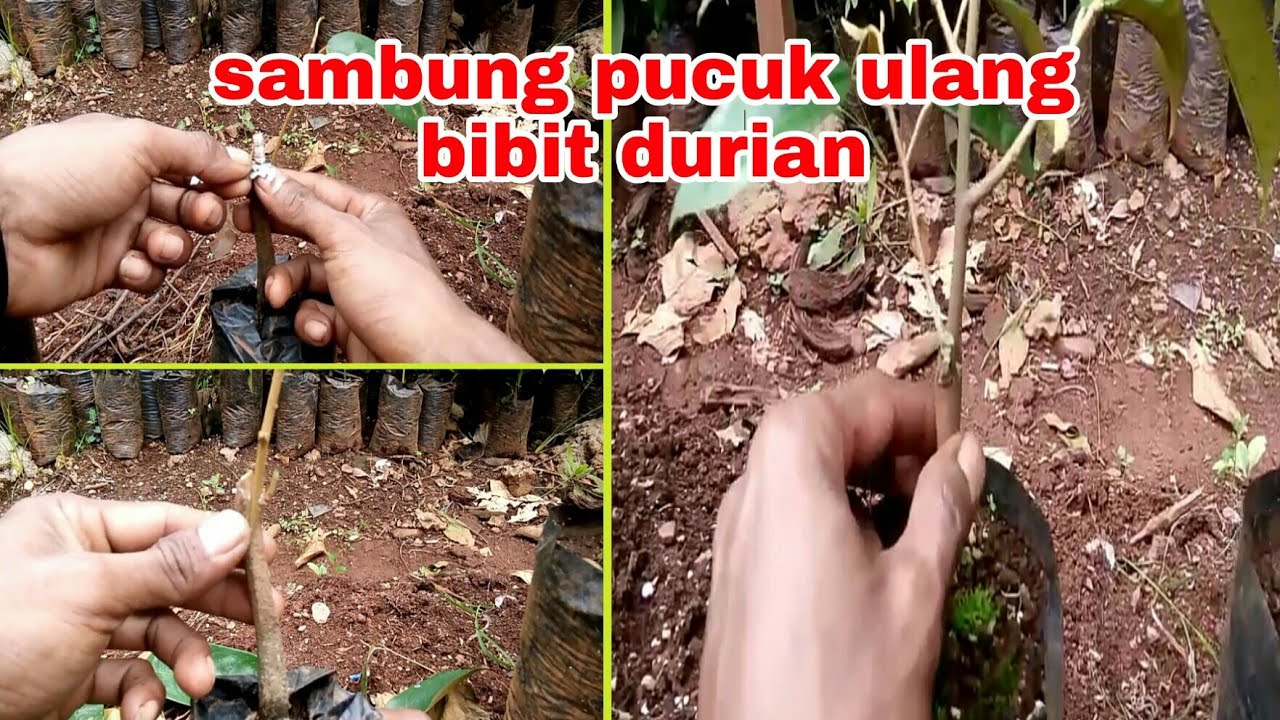 Cara Sambung Pucuk Ulang Bibit Durian Yg Gagal - YouTube