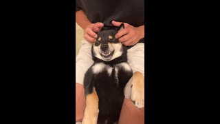 パパの強めのヘッドスパを受けて極楽気分になる犬