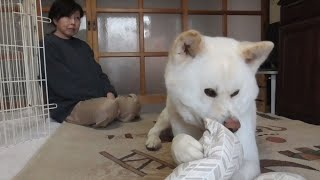 【秋田犬ゆうき】お姉さんが居るとお互い良い運動になるので毎日盛り上がる【akita dog】